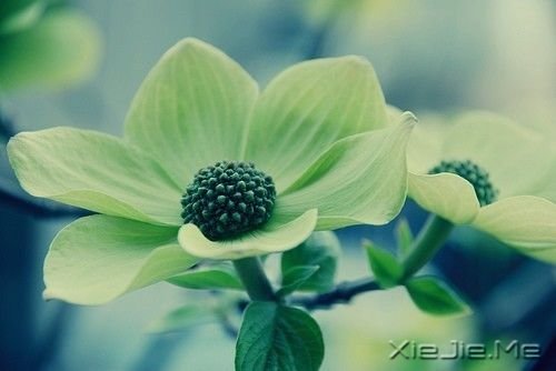 早安心语：我只有笑的很欢，忧伤才不会被看穿 (3)